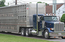 DOT permanently suspends ELD requirement for livestock haulers